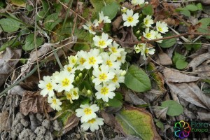 Primula vulgaris